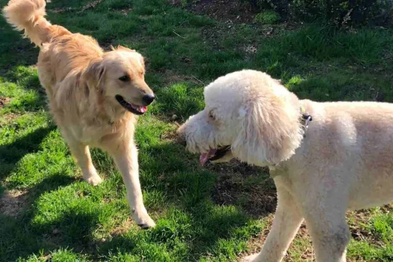 Are Goldendoodles Aggressive To Other Dogs?