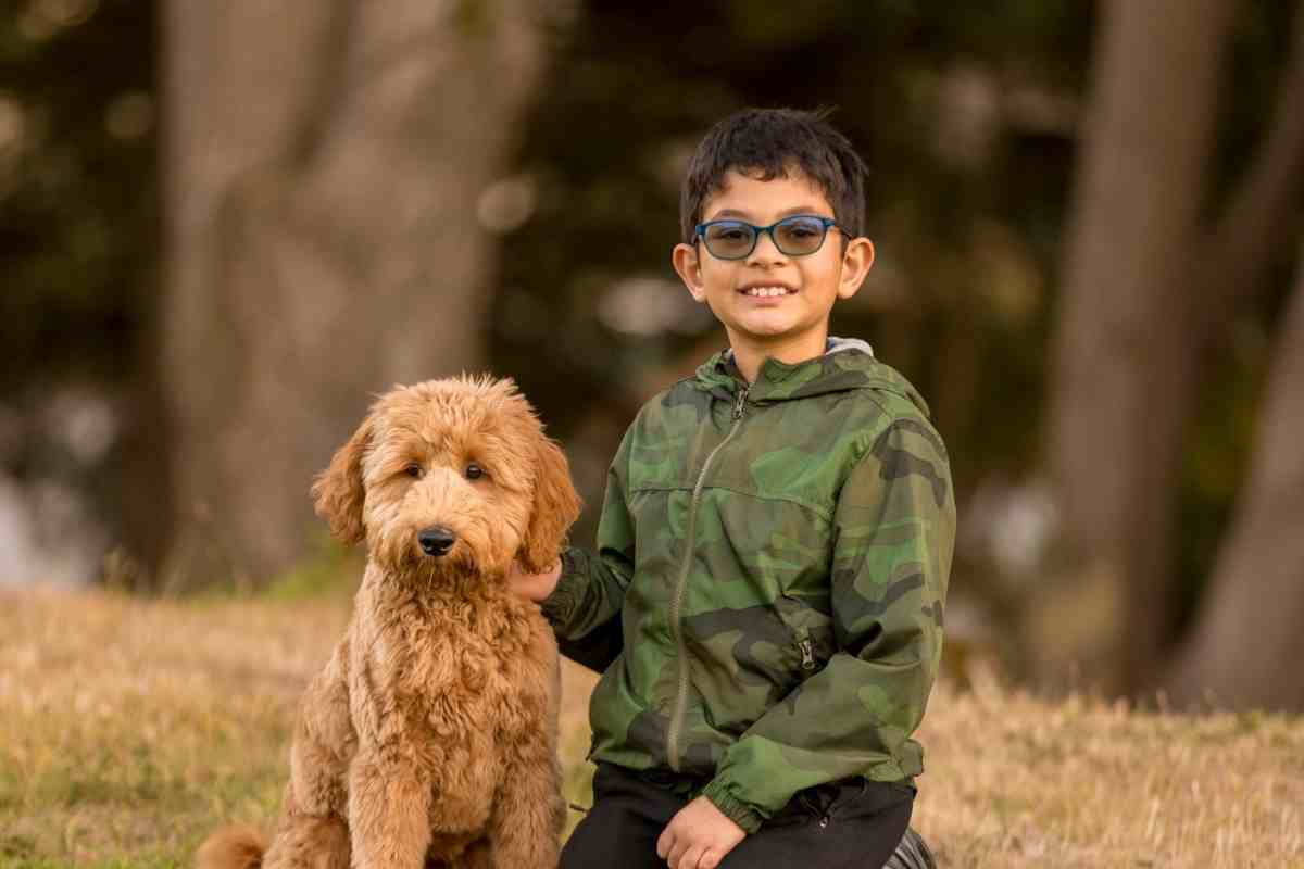 Can A Goldendoodle Be A Service Dog?