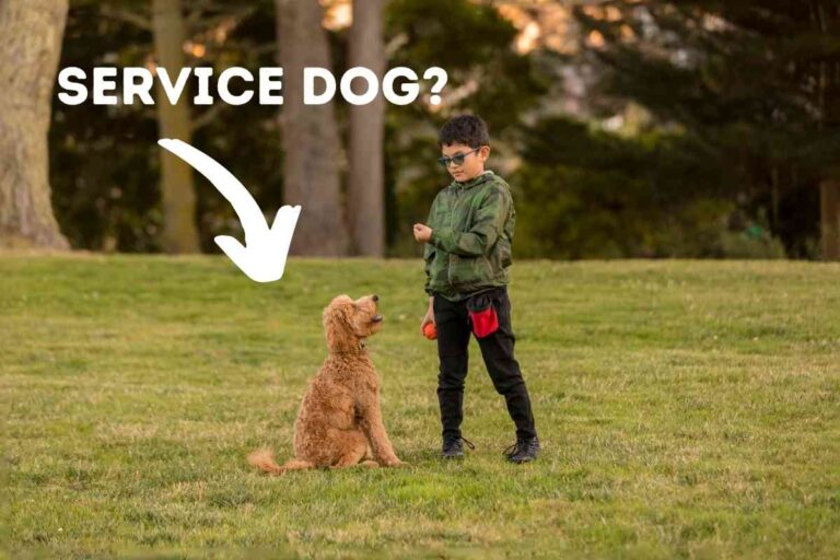 Can A Goldendoodle Be A Service Dog?