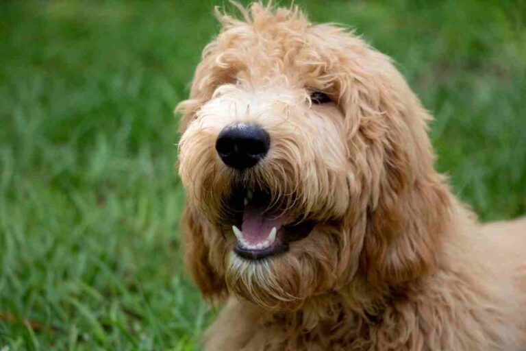Can A Goldendoodle Have Straight Hair