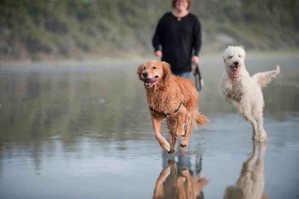 How Fast Can a Goldendoodle Run? Goldendoodle Advice