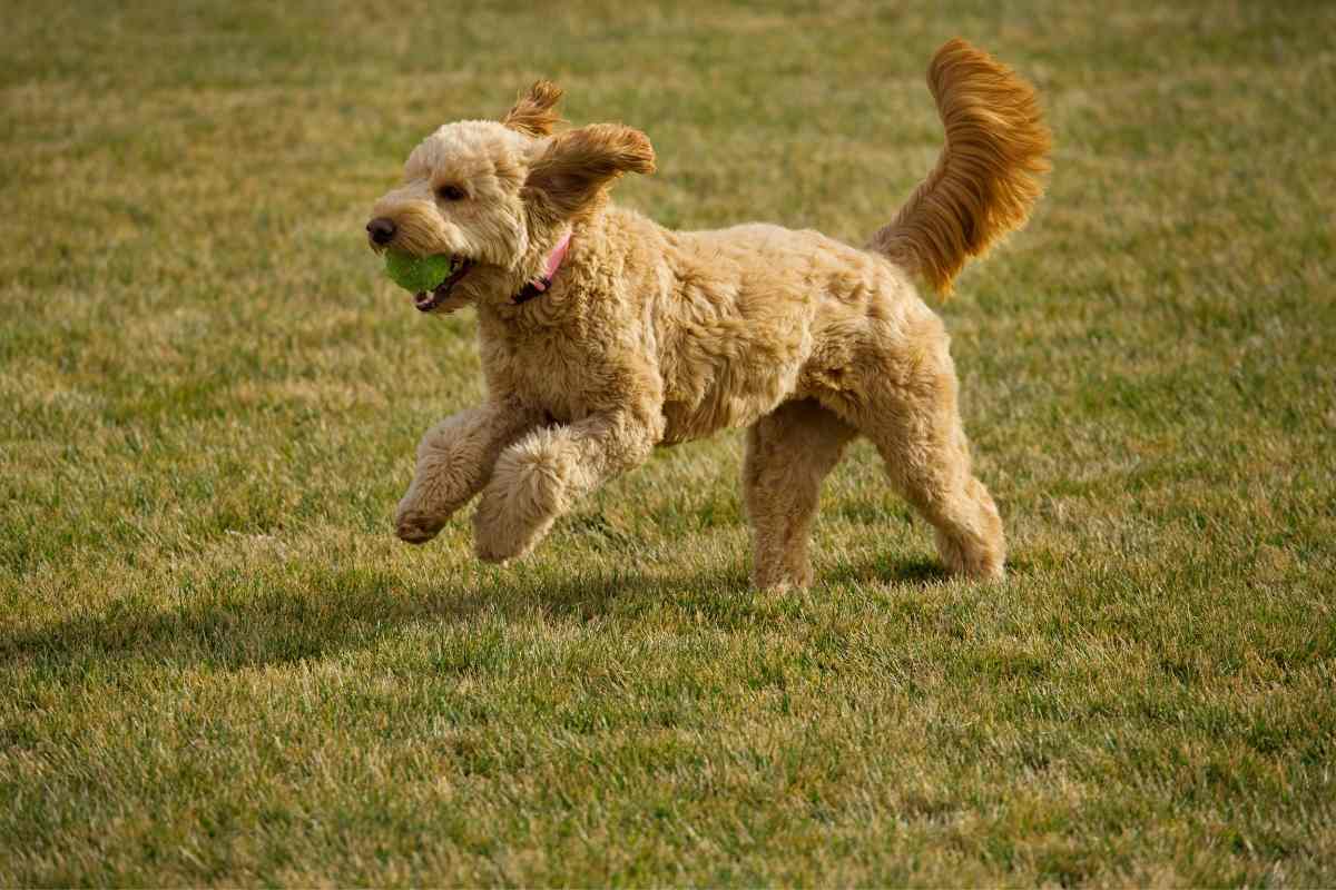How Fast Can A Goldendoodle Run?