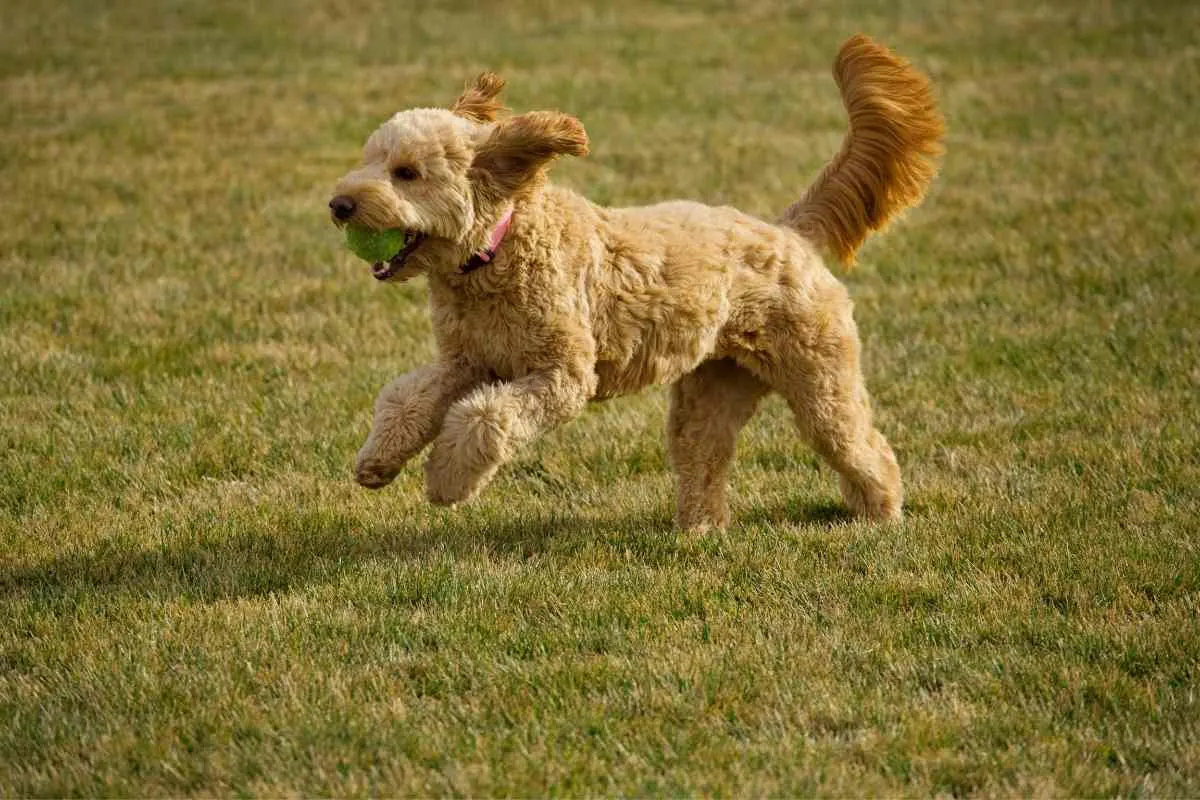 How Fast Can A Goldendoodle Run? 2 How Fast Can A Goldendoodle Run?