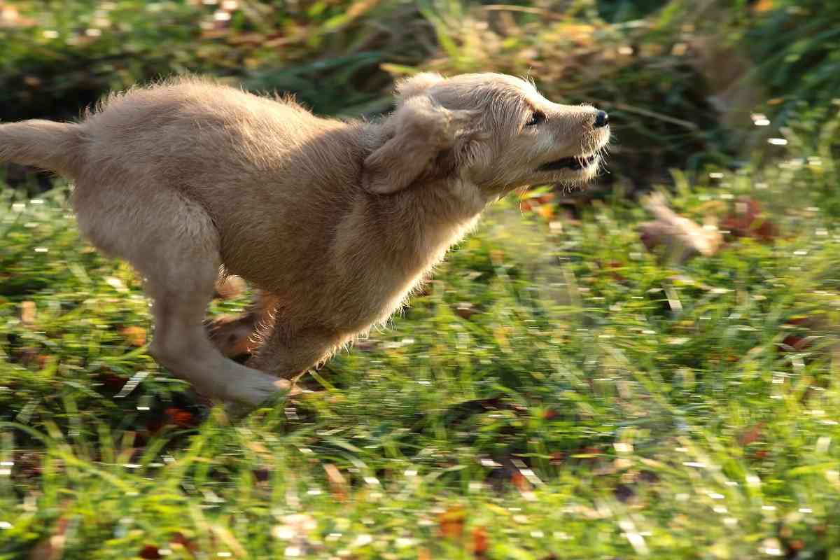 How Fast Can A Goldendoodle Run?