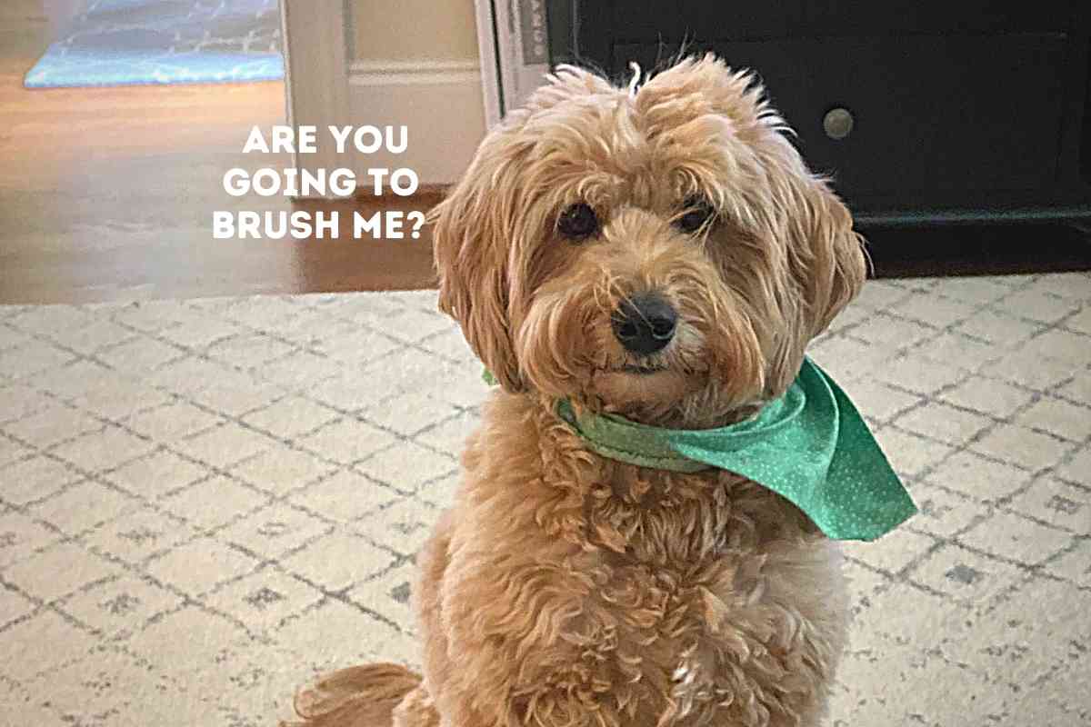 How Often Should I Comb My Goldendoodle