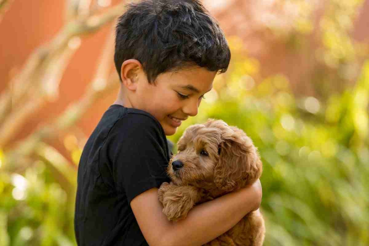 Why Do Goldendoodles Like To Be Held