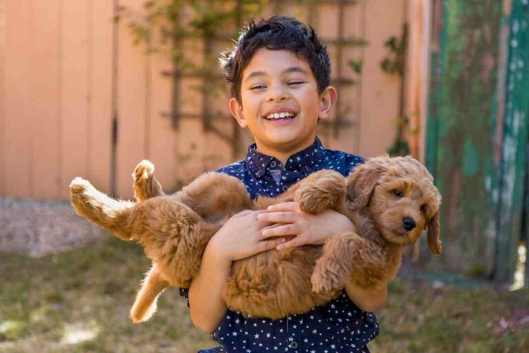 Why Do Goldendoodles Like To Be Held