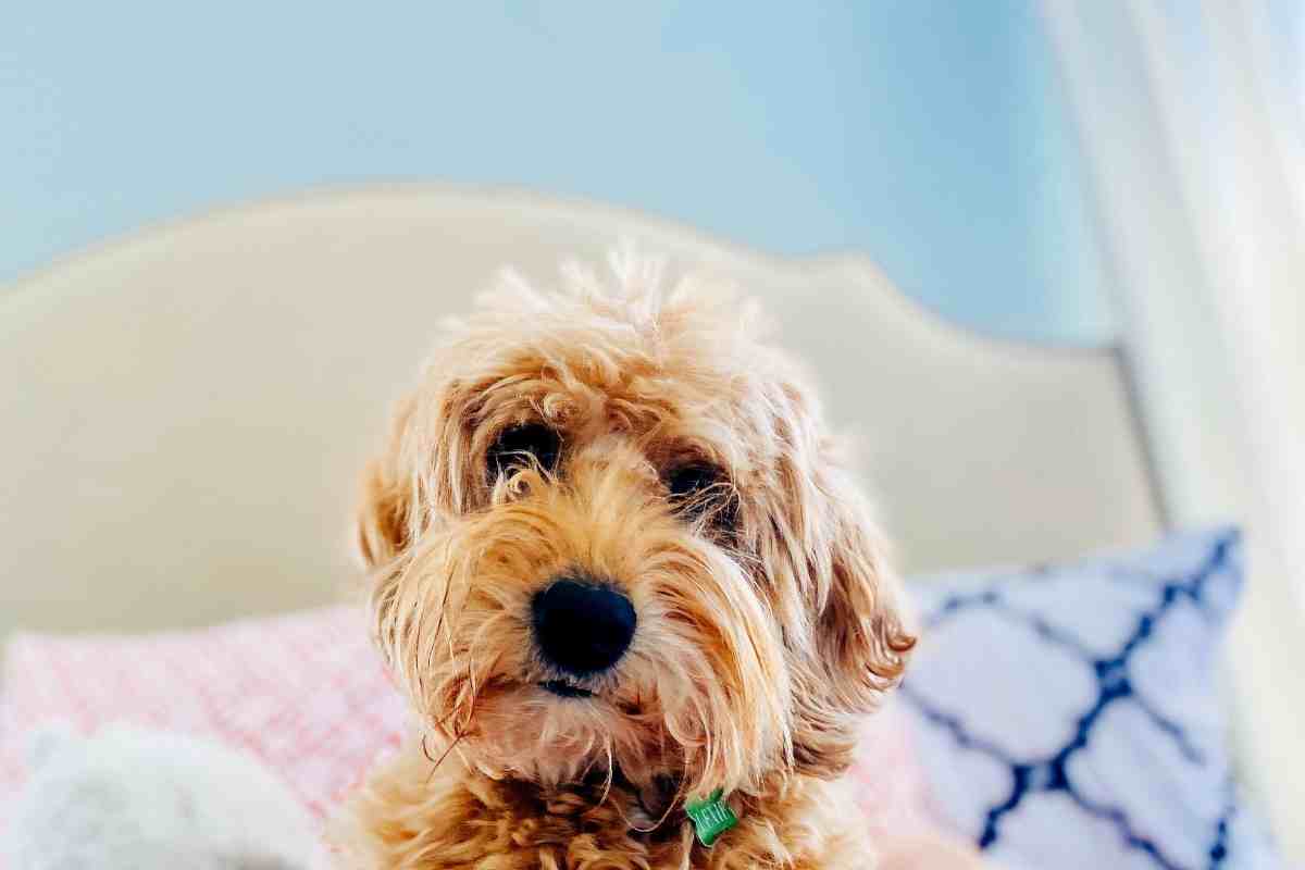 Why Does My Goldendoodle Stare At Me?