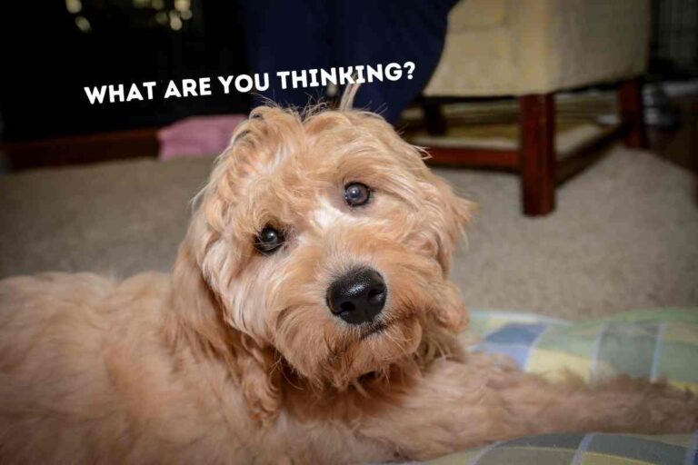 Why Does My Goldendoodle Stare At Me? (Is It Bad?)