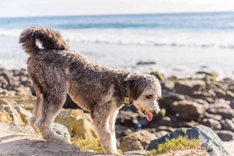 Can My Goldendoodle Be Merle?