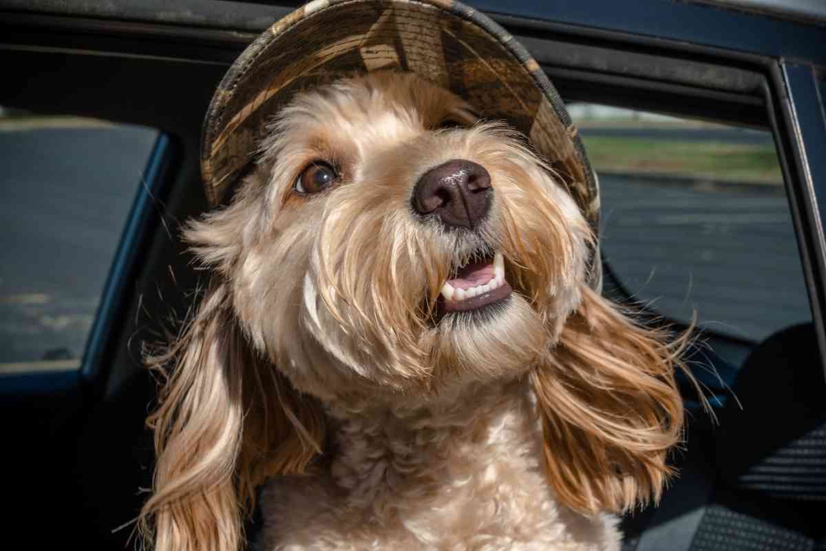 Can A Goldendoodle Be Mean? 2