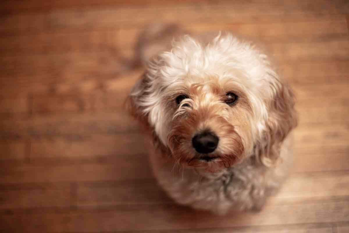 Goldendoodle Therapy Dog: 8 Reasons They'Re The Best 4