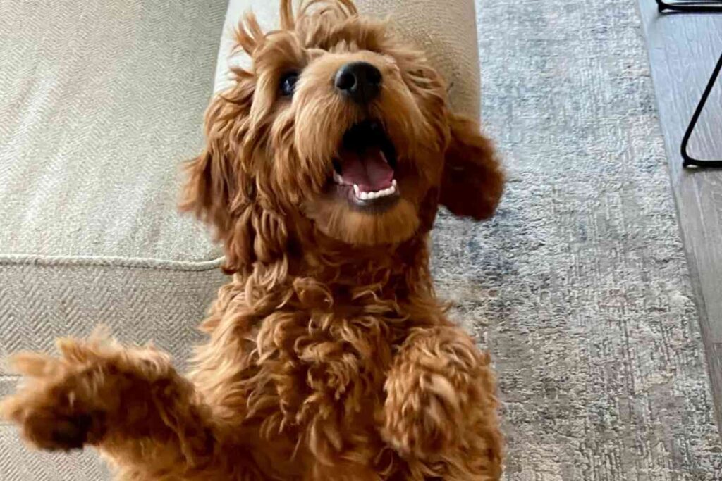 Can a Goldendoodle be Aggressive? Goldendoodle Advice