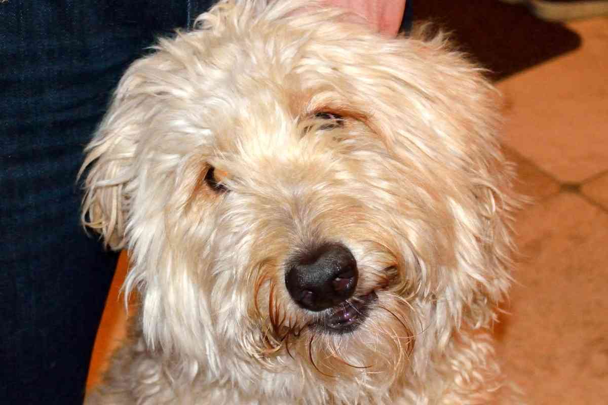 Can A Goldendoodle Be Aggressive? 2
