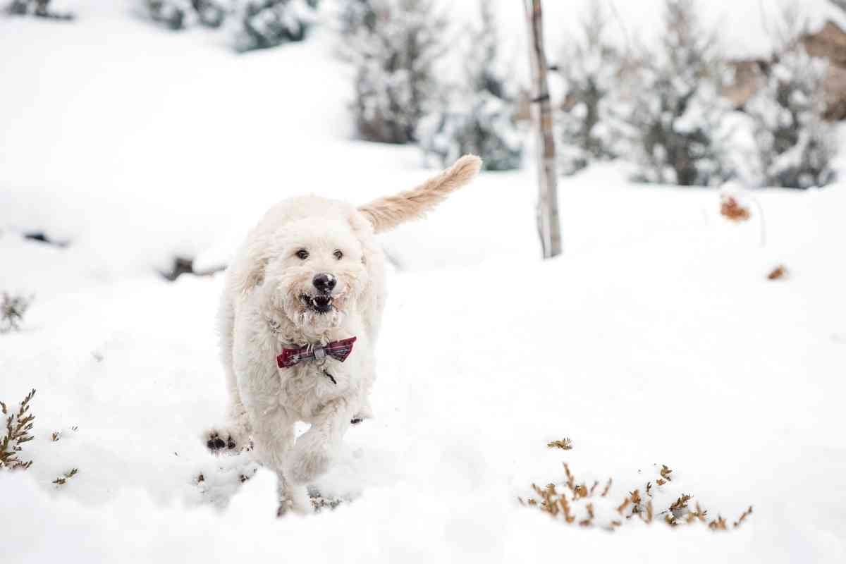 Can A Mini Goldendoodle Hunt? 2