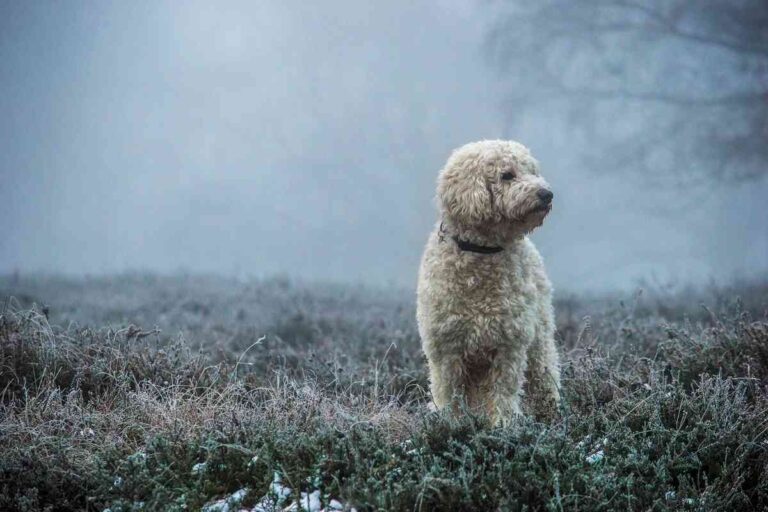 Can A Mini Goldendoodle Hunt?