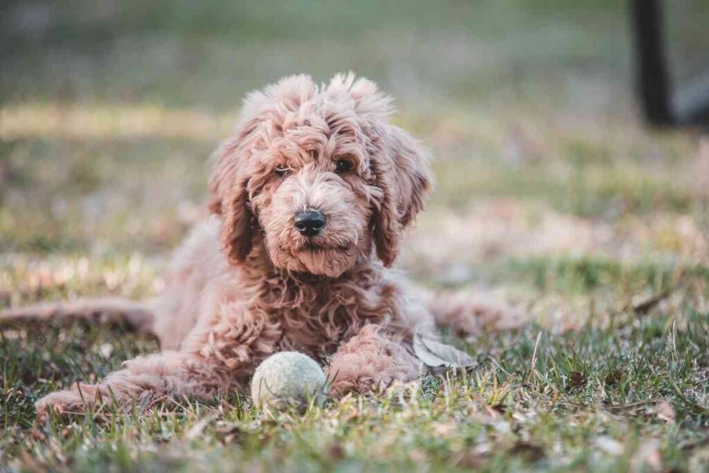 Will an Apricot Goldendoodle Fade? Goldendoodle Advice