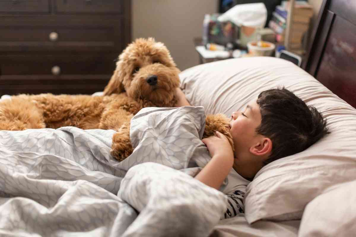 Do Goldendoodles Like To Sleep With You? 5 Do Goldendoodles Like To Sleep With You? 3