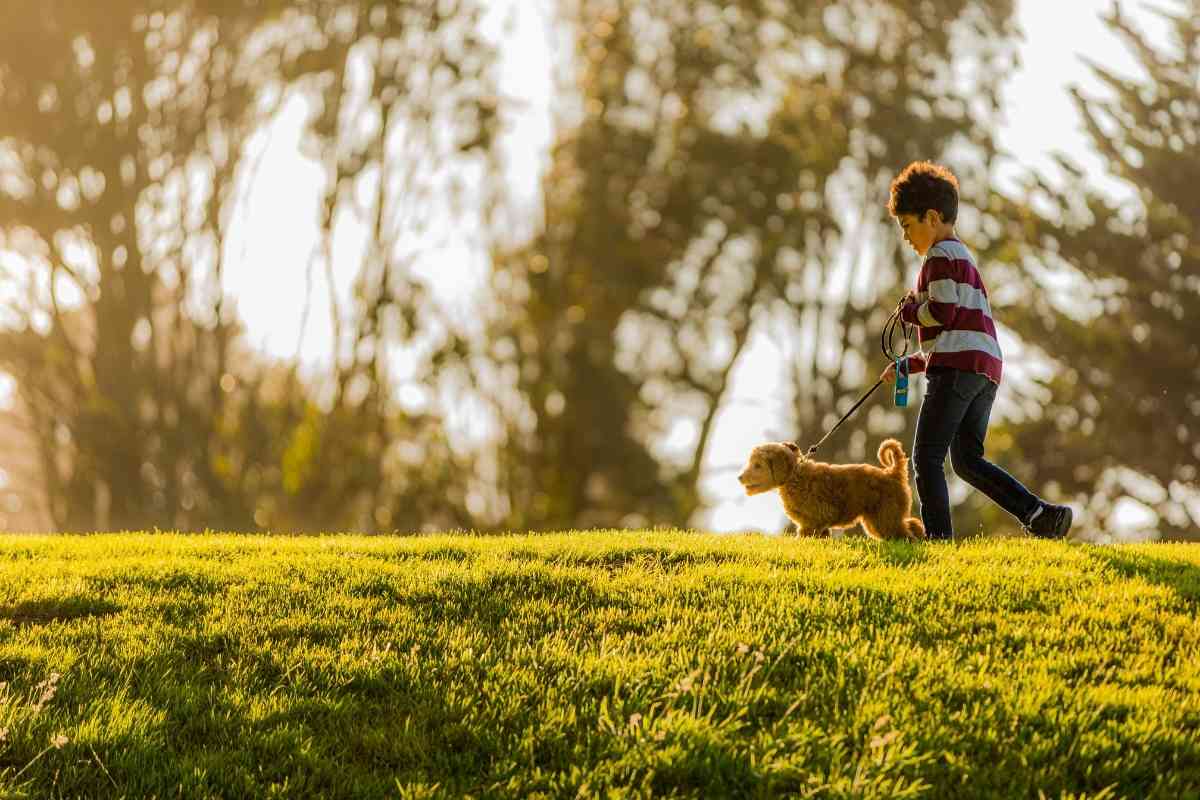 Why Do Dogs Pick A Favorite Person