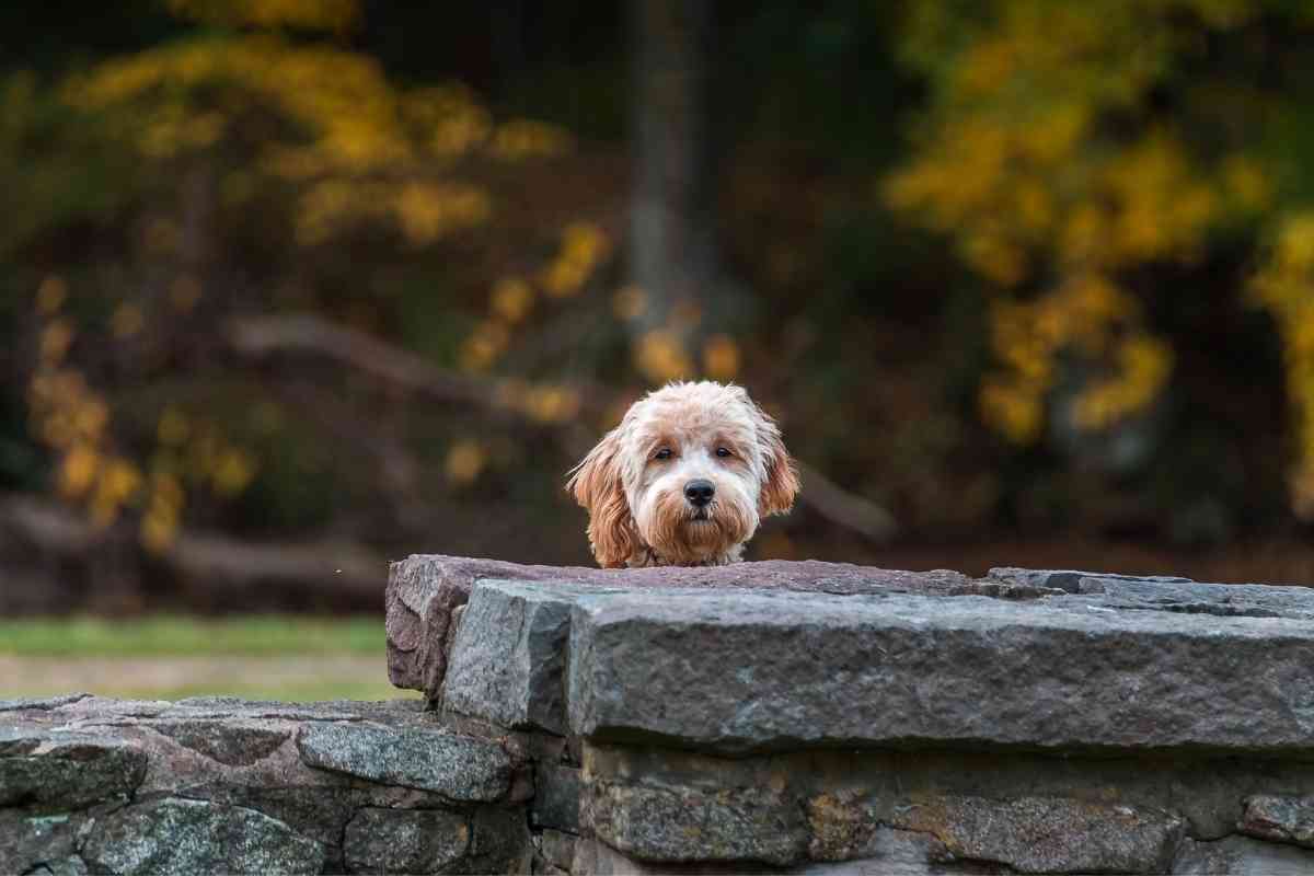 How Big Does A Micro Mini Goldendoodle Get? 1