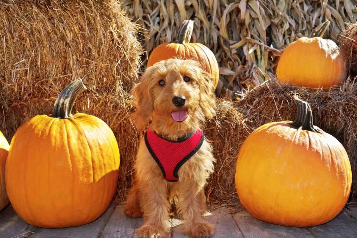 How Big Does A Micro Mini Goldendoodle Get? 3