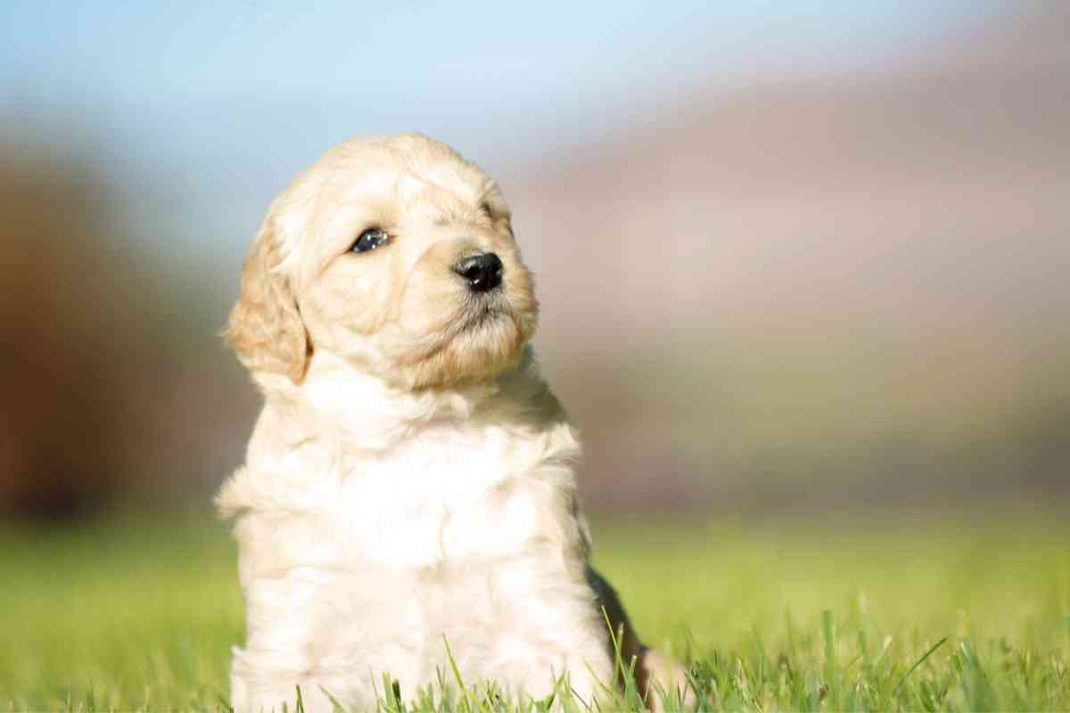 Should I Get An F1 Or F1B Goldendoodle? 2