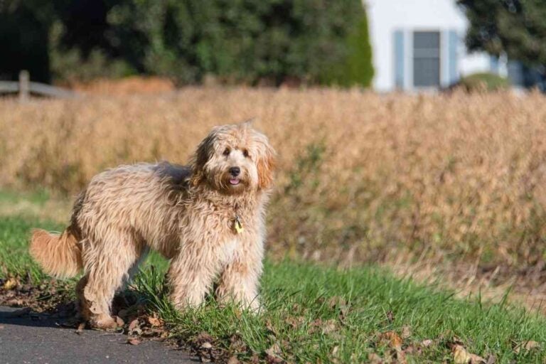 Should I Get An F1 Or F1B Goldendoodle?