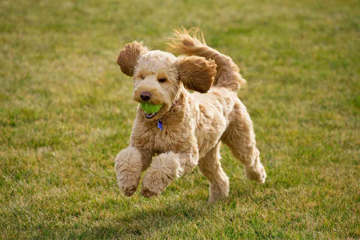 What Are Goldendoodles’ Temperament? 1