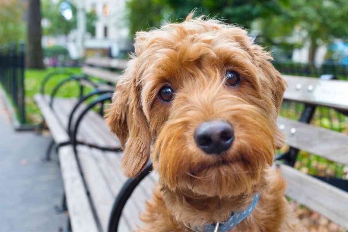 Are Goldendoodles Smart? A Deep Dive Into Goldendoodle Iq 1