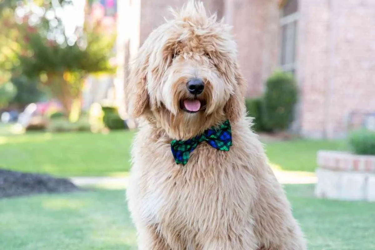 Are Male Or Female Goldendoodles Better? 1 Are Male Or Female Goldendoodles Better? 1