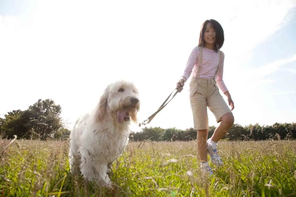 Are Male Or Female Goldendoodles Better? 2 Are Male Or Female Goldendoodles Better? 2