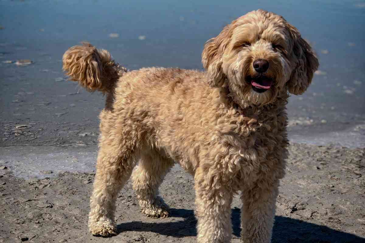 What Does Goldendoodle F1B Mean? 1