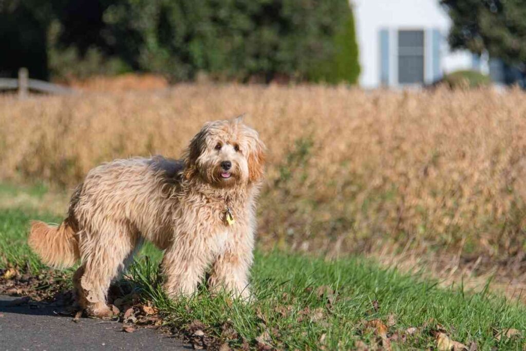 Golden Retriever Golden Doodle Mix Can you breed a Goldendoodle with a