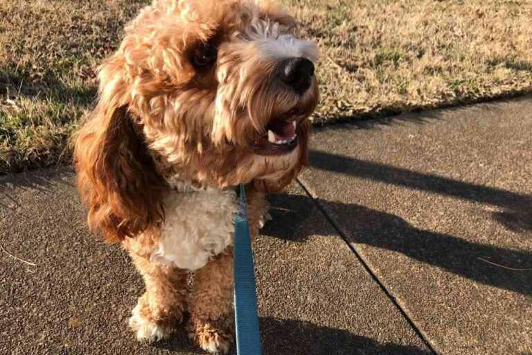 What Is The Most Popular Goldendoodle Color?