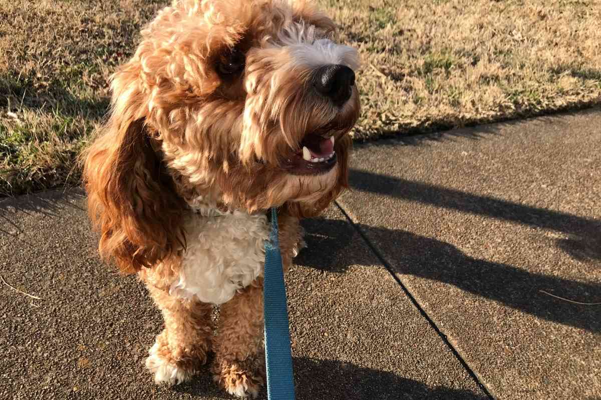 What Is The Most Popular Goldendoodle Color? 1