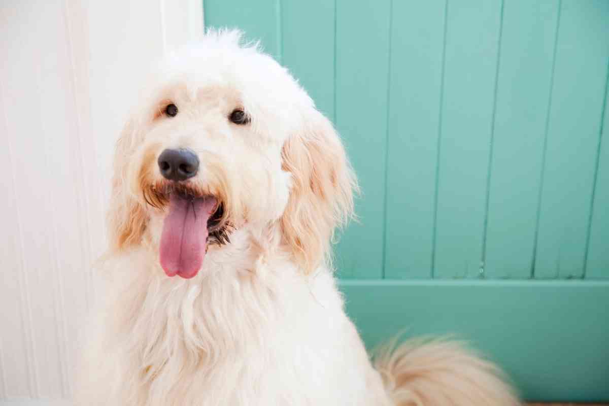 What Is The Difference Between F1 And F2 Goldendoodles? 1