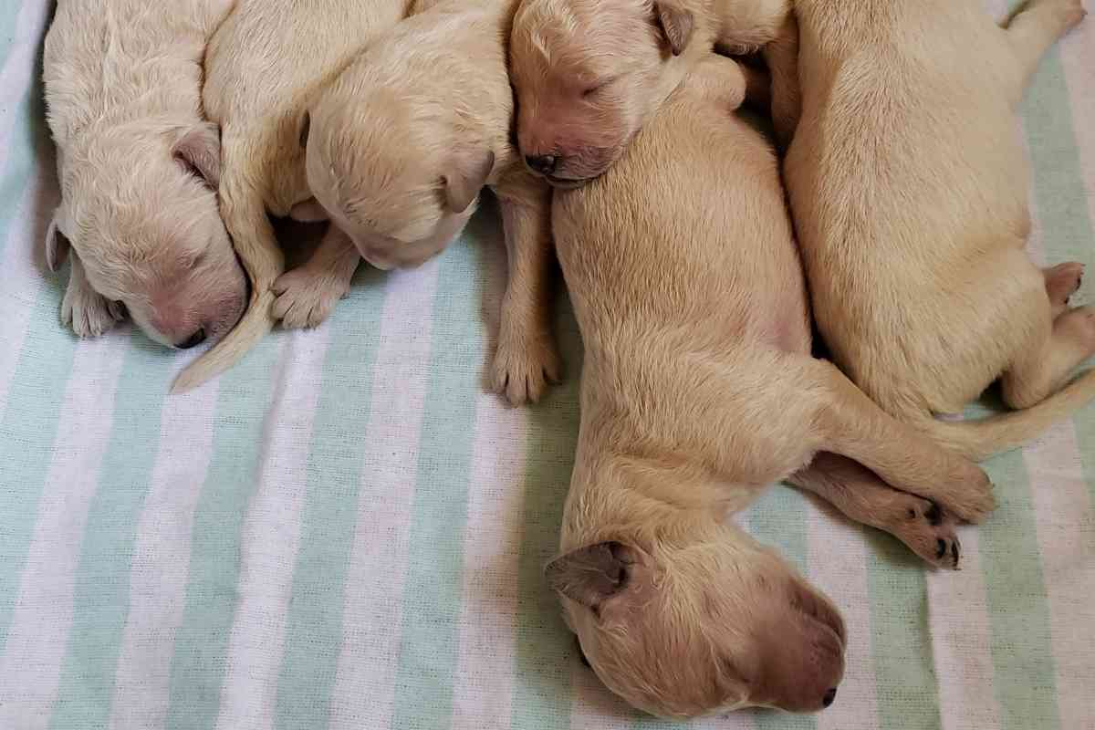 What Is The Average Litter Size Of A Goldendoodle? 1