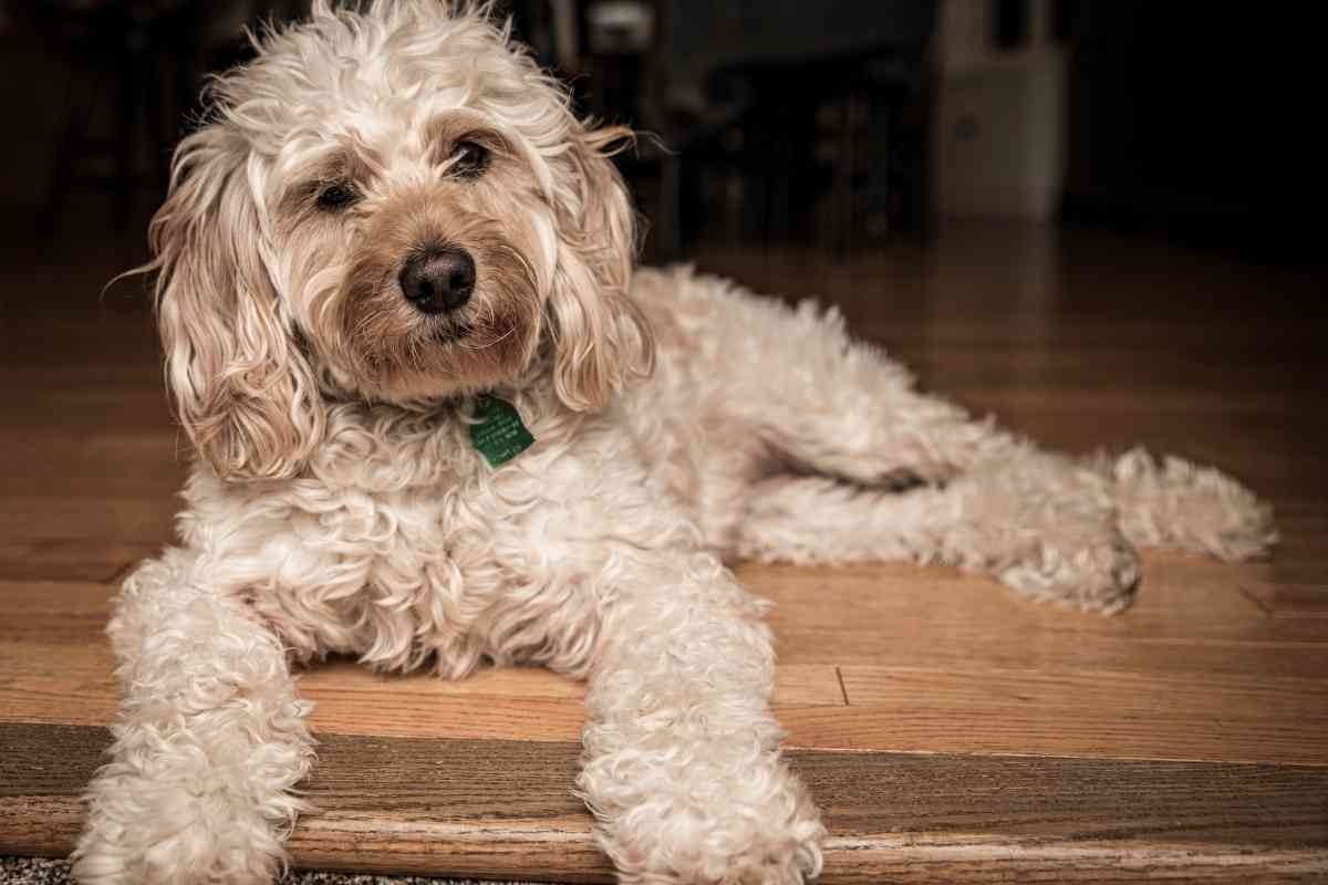 What Is The Difference Between A Goldendoodle And A Mini Goldendoodle? 1