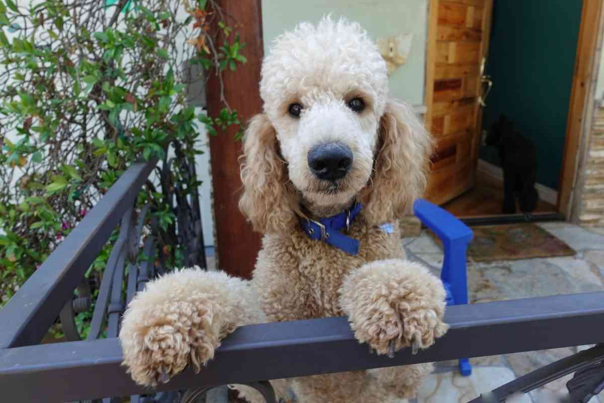 What Is The Difference Between A Goldendoodle And A Mini Goldendoodle? 1