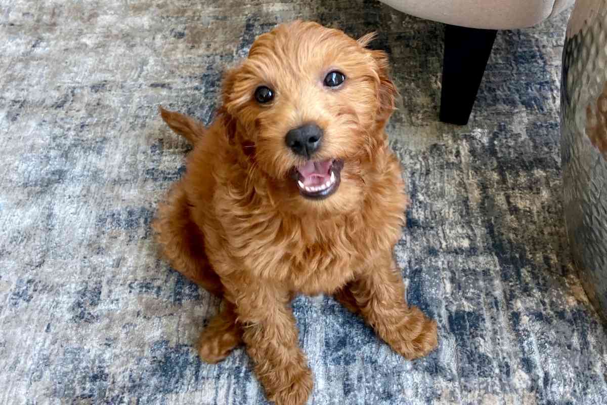 What Is The Difference Between A Mini Goldendoodle And A Petite Goldendoodle? 1