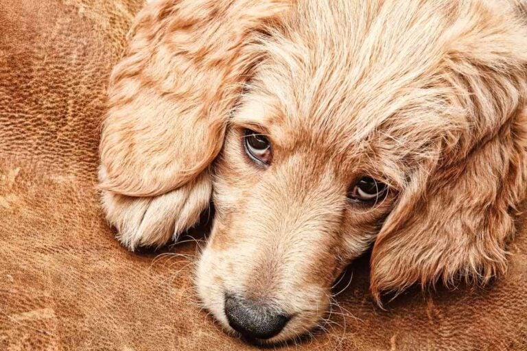 Why Do Goldendoodles Have Sensitive Stomachs?