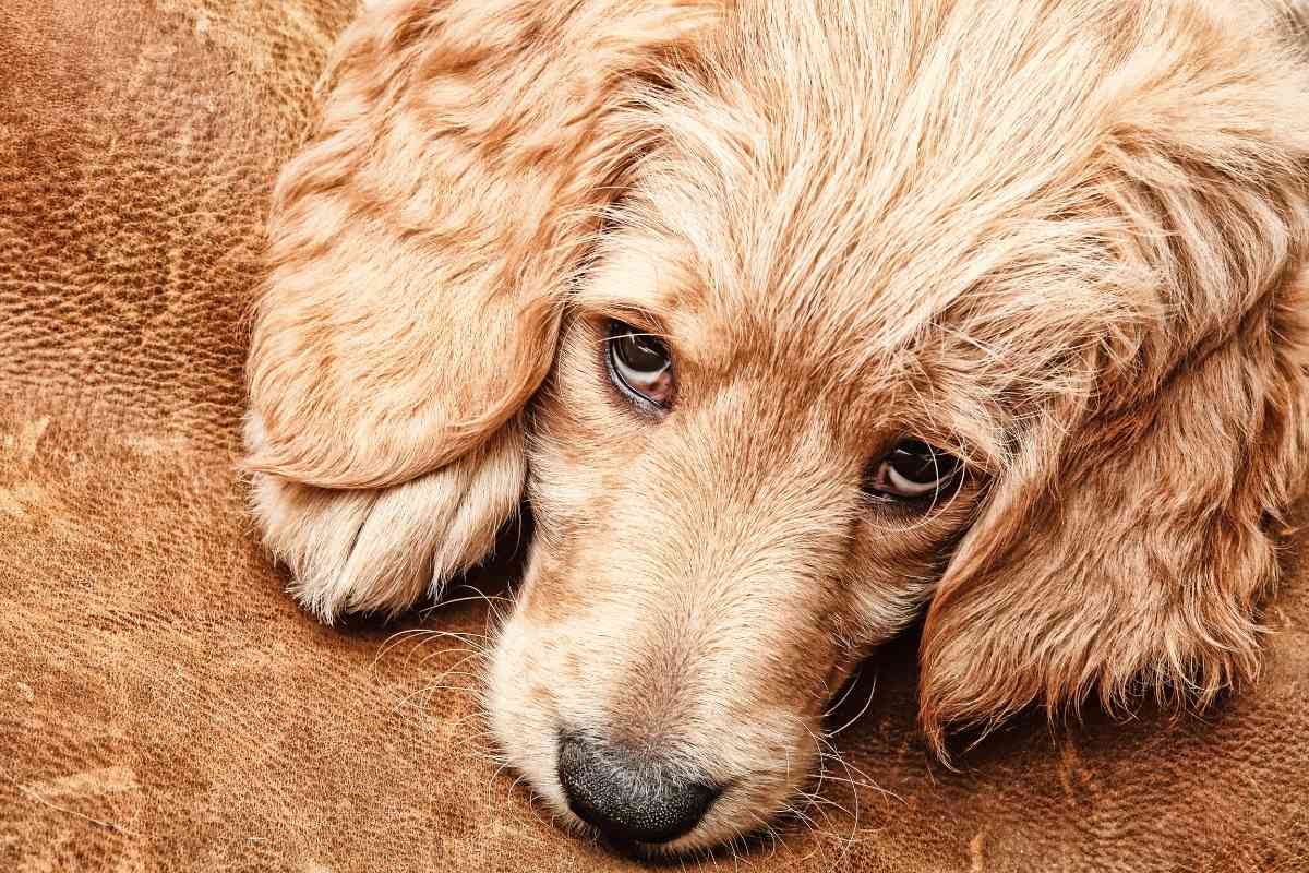 Why Do Goldendoodles Have Sensitive Stomachs? 3