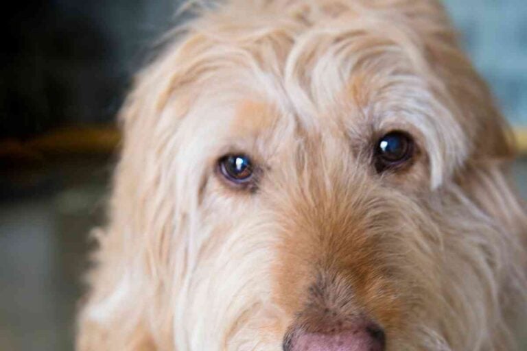 Why Do Goldendoodles Get Eye Boogers? Goldendoodle Advice