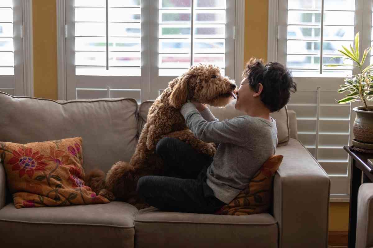 Why Do Goldendoodles Hug? 1