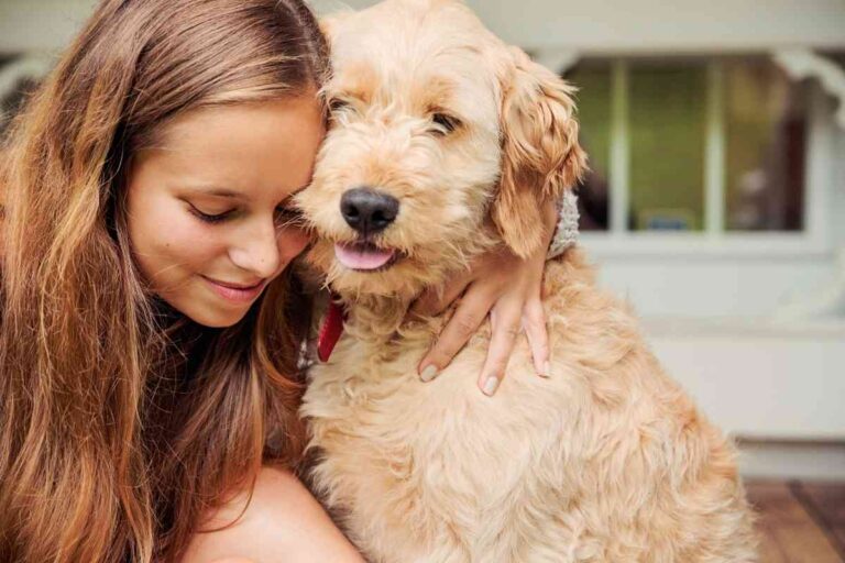 Why Do Goldendoodles Hug?