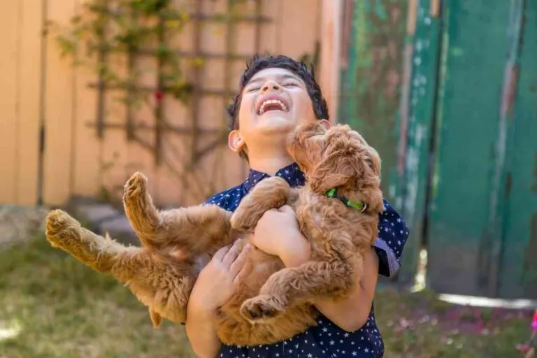 Why Do Goldendoodles Like To Be Carried?