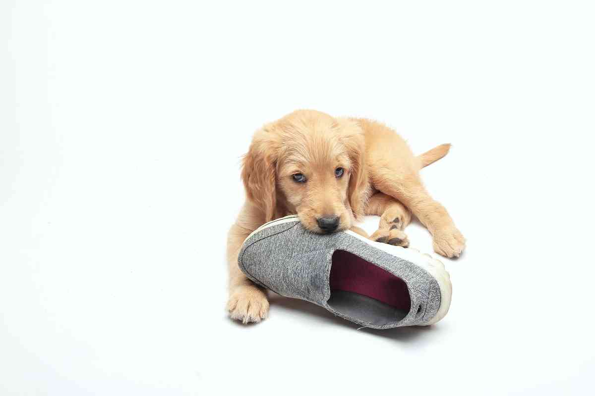 Why Do Goldendoodles Love Socks? 1