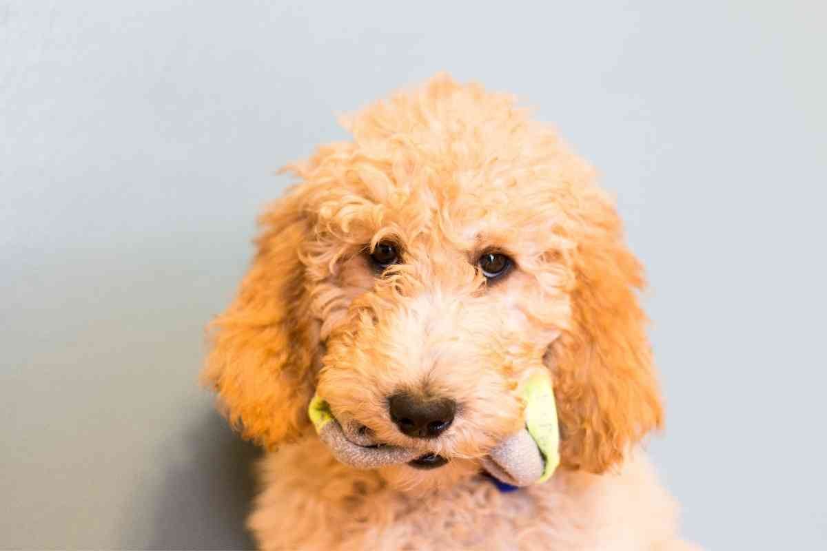 Why Do Goldendoodles Love Socks? 3 Why Do Goldendoodles Love Socks? 2