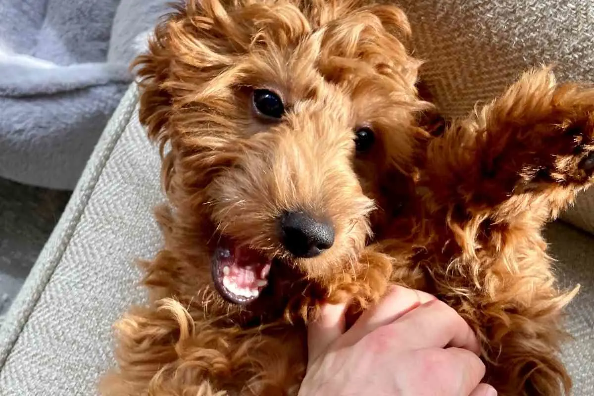 Do F1 Goldendoodles Shed? 2 Do F1 Goldendoodles Shed?
