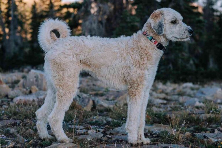 Why Does My Goldendoodle Have A Curly Tail?